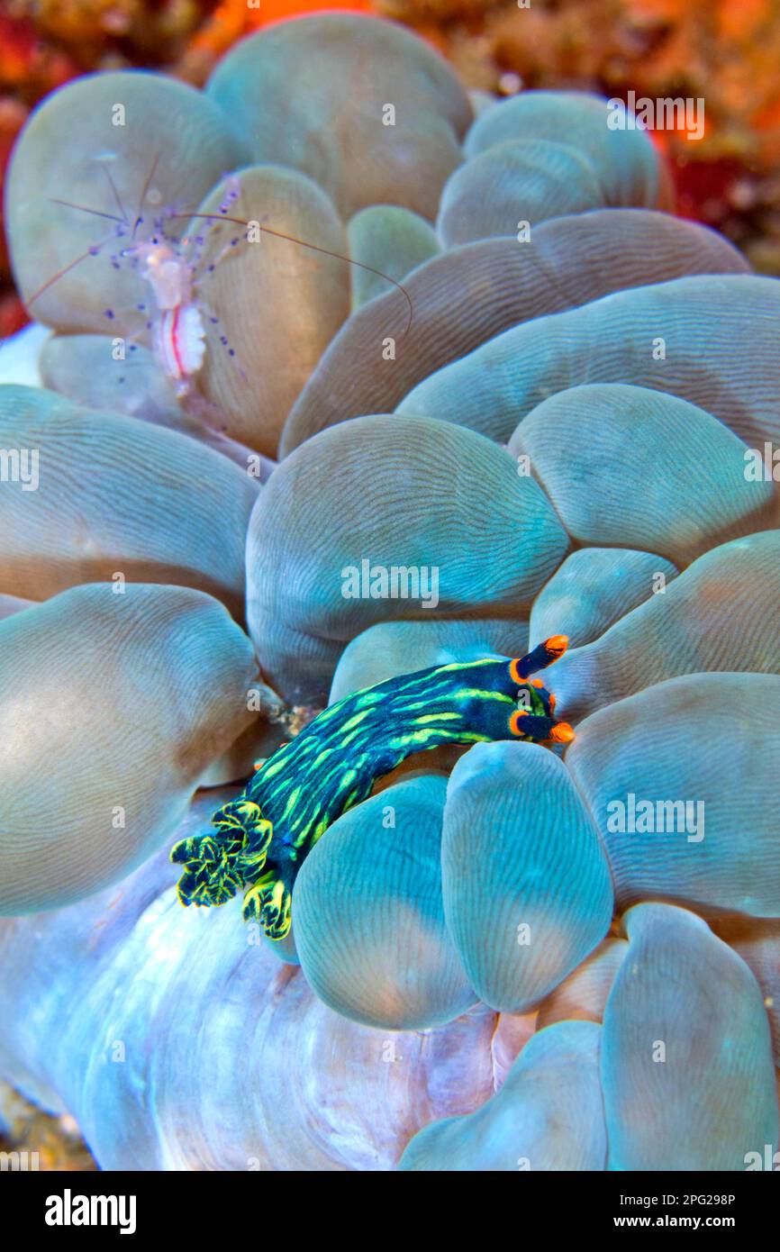 Sea Slug, Dorid Nudibranch, Crested Nembrotha, Nembrotha cristata, Coral Reef, Lempriv, Nord-Sulawesi, Indonesien, Asien Stockfoto