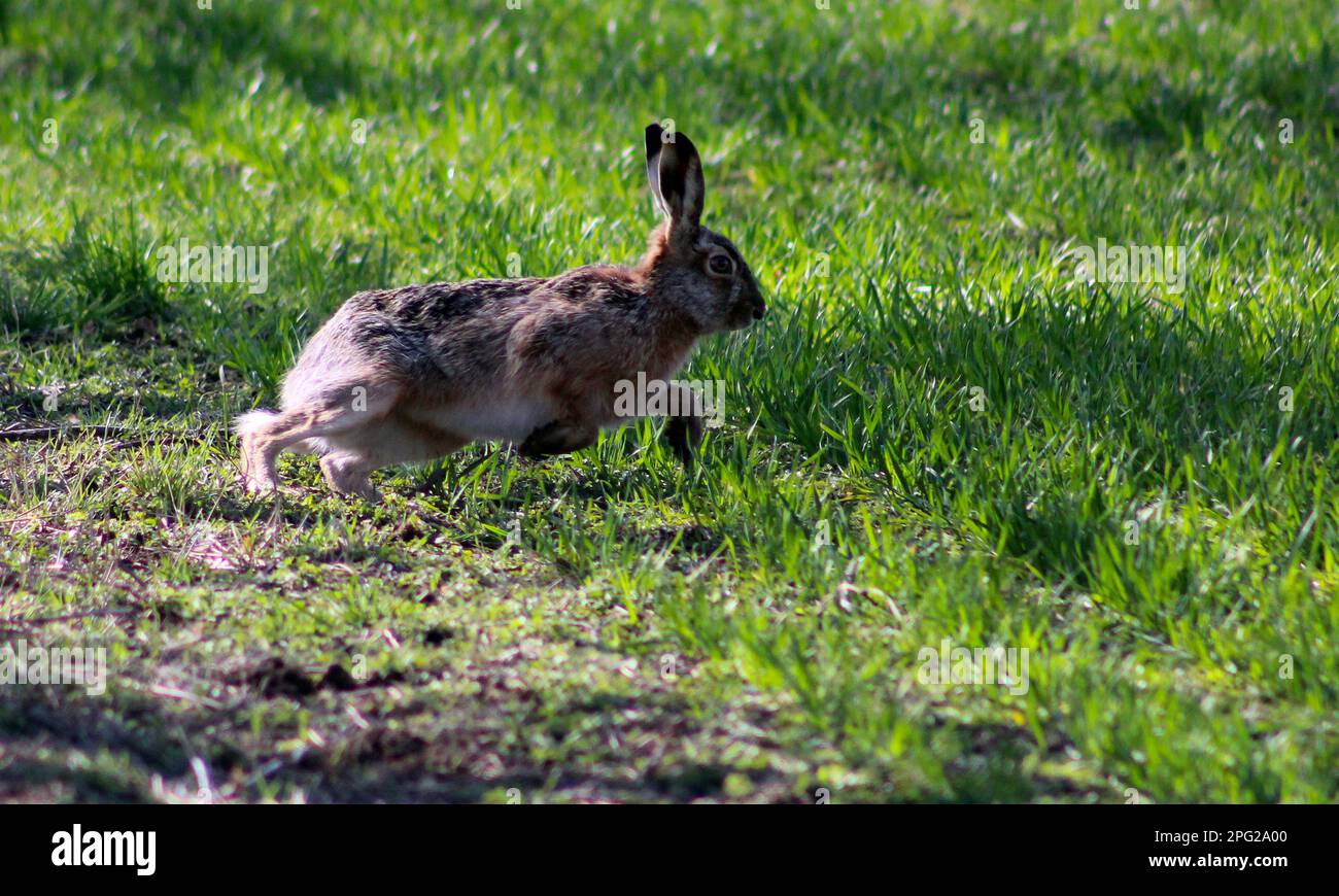 European Hare, Lepus europaeus auf dem Feld nahe Prag, tschechische Republik, 17. März 2023. (CTK Photo/Milos Ruml) Stockfoto