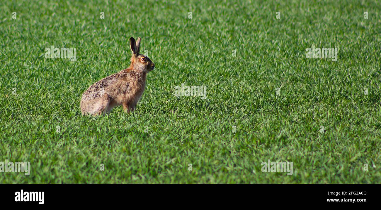 European Hare, Lepus europaeus auf dem Feld nahe Prag, tschechische Republik, 17. März 2023. (CTK Photo/Milos Ruml) Stockfoto