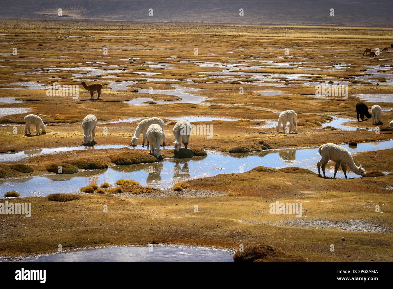 Lamas gießen auf einem peruanischen Plateau Stockfoto