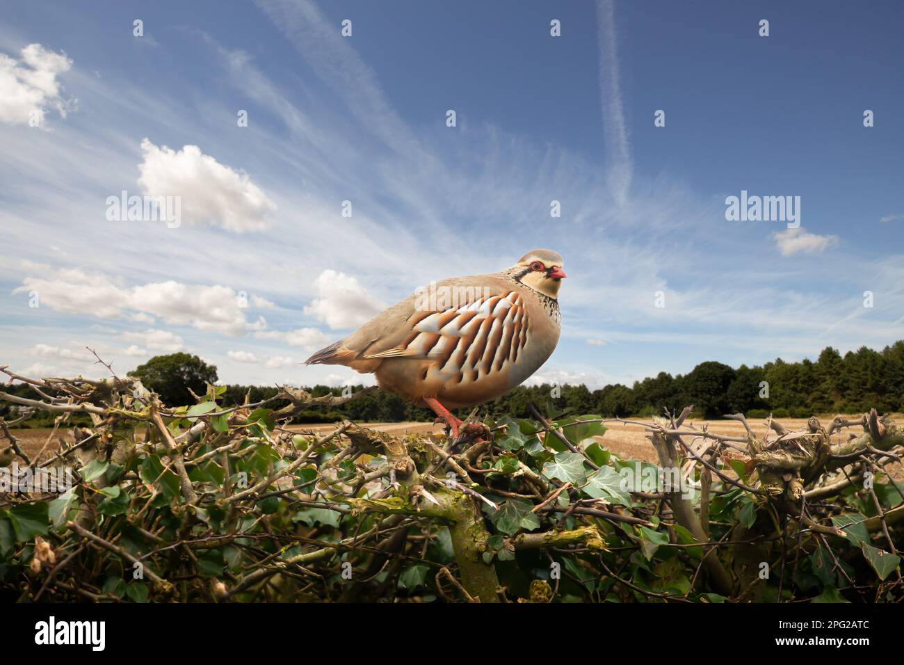 Wunderschöne rotes Rebhuhn aus der Nähe einer Hecke mit atemberaubendem Blick auf Himmel und Ackerland Stockfoto