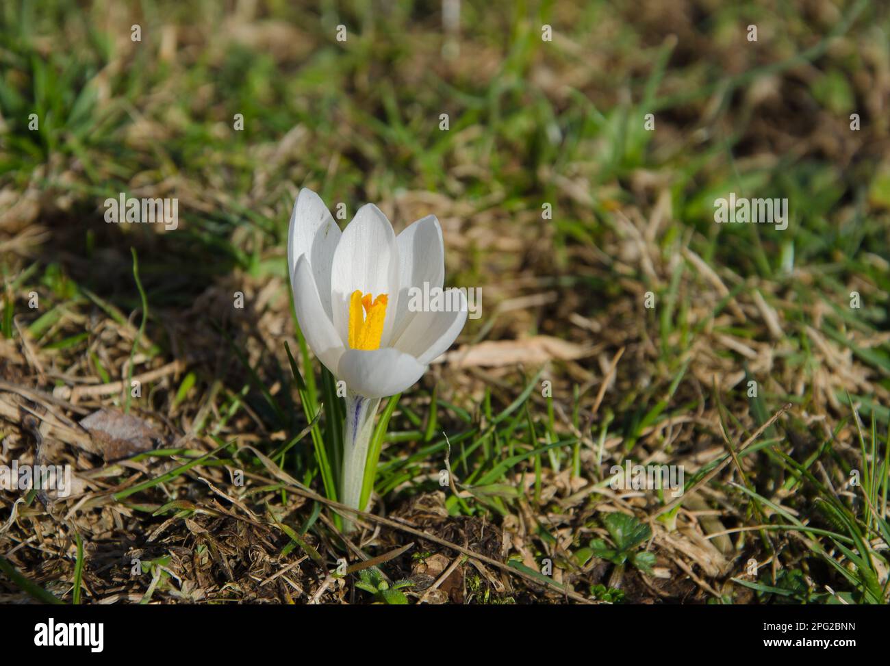 Nahaufnahme einer seltenen Spezies von weißem Krokus in den Bergen Stockfoto