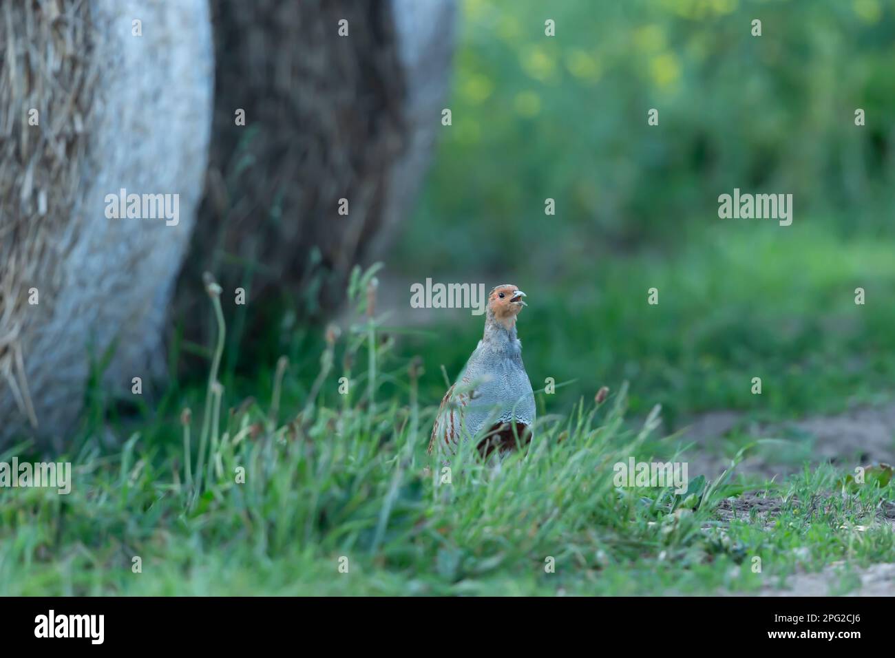 Graues Rebhuhn, wissenschaftlicher Name: Perdix Perdix. Nahaufnahme eines männlichen Grauhühnchens in einem natürlichen landwirtschaftlichen Lebensraum mit rundem Strohballen. Nach rechts Stockfoto
