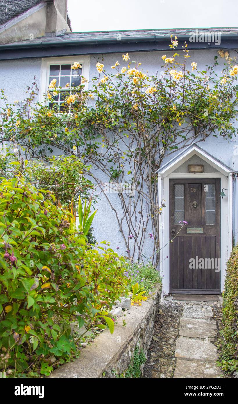 Ein altmodisches englisches Cottage mit Rosen über der Tür. Es hat ein hellblau gestrichenes Äußere, hohe gelbe Rosen, die über den Wänden hängen, und ein altes f Stockfoto