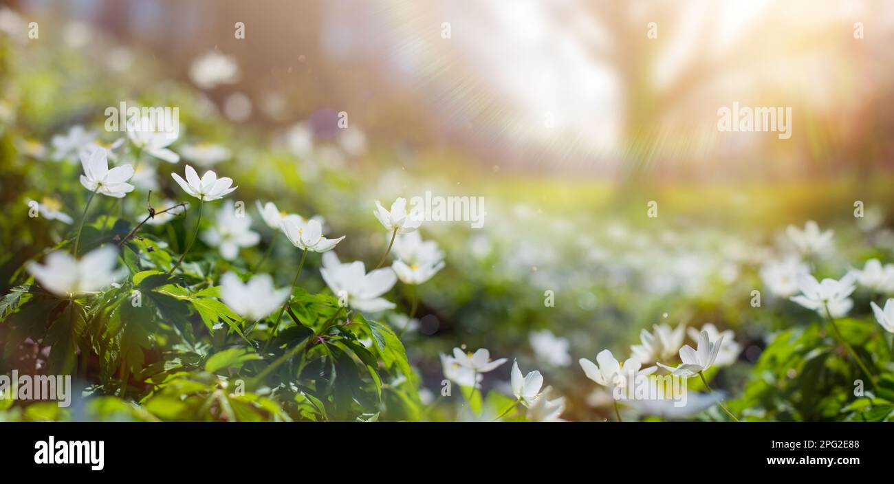 Blühende weiße Frühlingsblumen und Frühlingsbäume auf der Spring Forest Glade mit einem sonnigen Tag. Frohen Ostermorgen Stockfoto