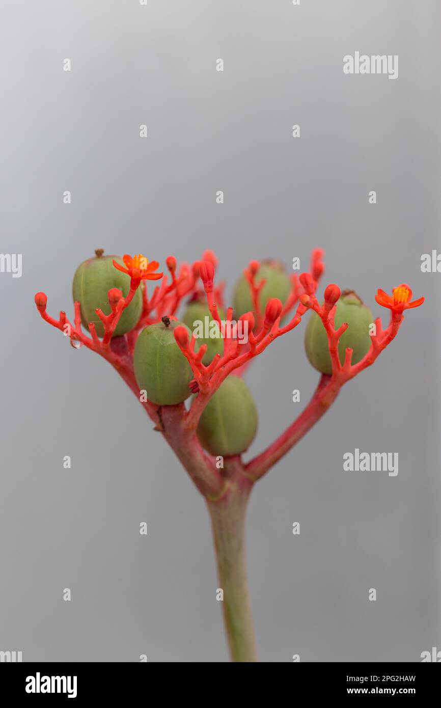Nahaufnahme einer subtropischen Jatropha-Pflanze. Stockfoto