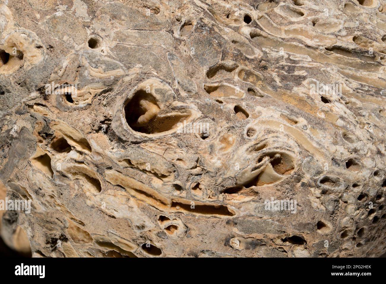 Liefern Sie Wurmlöcher (Teredo Navalis) in versteinertem Holz. auch bekannt als Naval Missmanagement, Atlantic Missmanagement, große Bohrmuschel Stockfoto