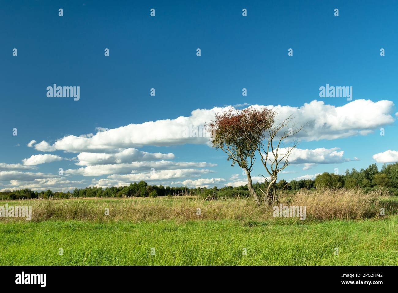 Wilde Bäume in der Wiese und weiße Wolken am blauen Himmel, Sommerblick Stockfoto