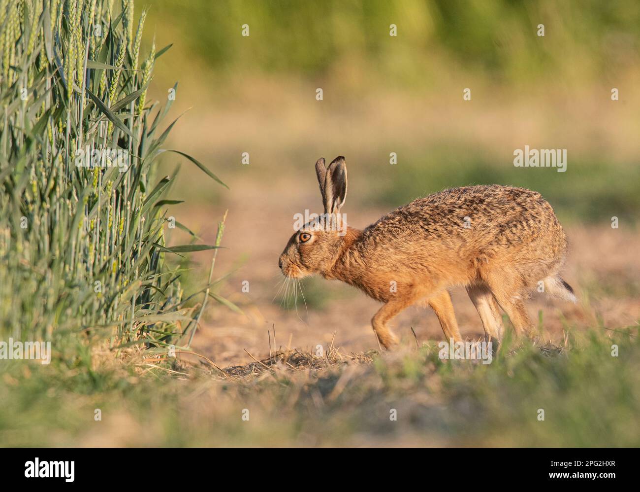 Ein schüchterner Braunhaar ( Lepus europaeus), der in die Feldfrucht der farners von stehendem Weizen einfährt. Zusammenarbeit von Landwirtschaft und Natur. Suffolk, Großbritannien Stockfoto