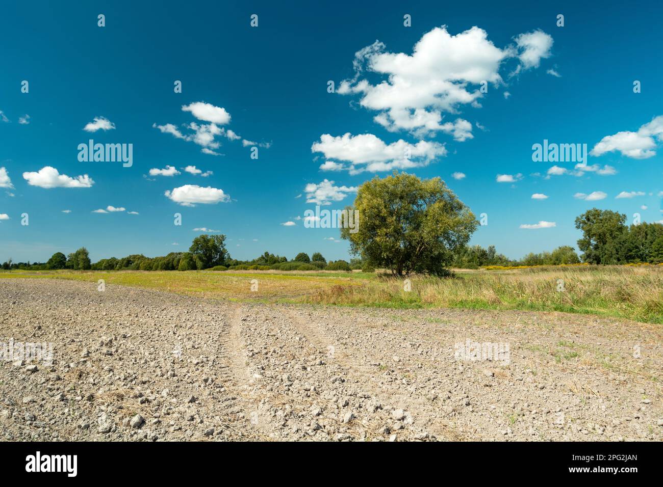 Ein Baum hinter einem gepflügten Feld und weiße Wolken am blauen Himmel, Sommertag, Ostpolen Stockfoto