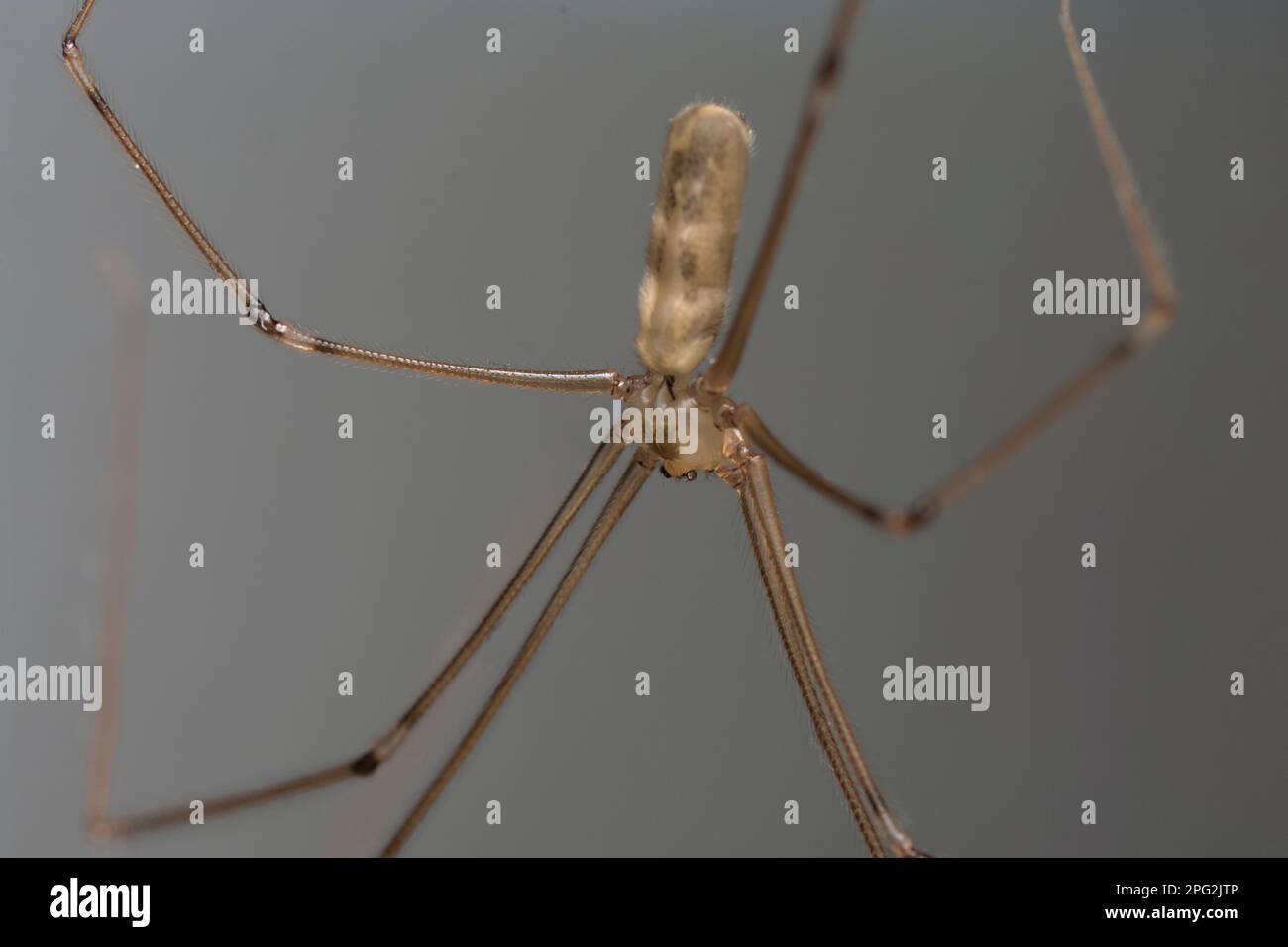 Kellerspinne mit langem Körper (Pholcus sp.) Im Netz kriechen, Arachniden, lange Beine, haarig, gruselig, Makrofotografie Stockfoto