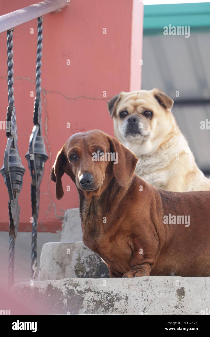 Ein cremefarbener Pug sowie ein brauner Dachshund-Zuchthund, der auf einer Treppe sitzt. Stockfoto