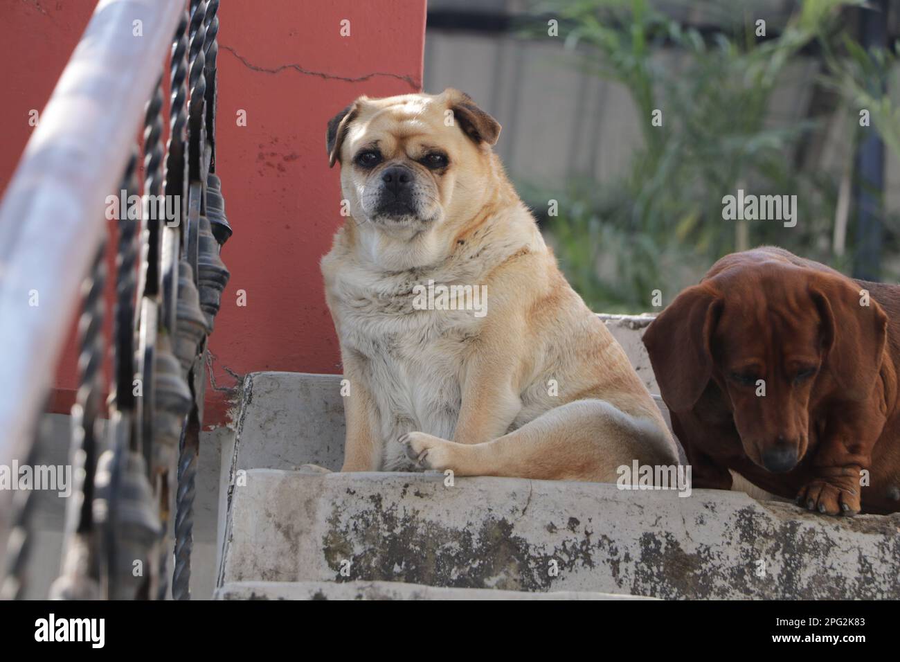 Ein cremefarbener Pug sowie ein brauner Dachshund-Zuchthund, der auf einer Treppe sitzt. Stockfoto