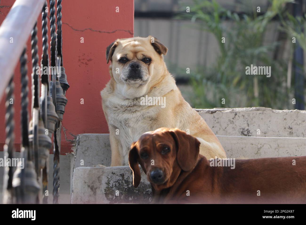 Ein cremefarbener Pug sowie ein brauner Dachshund-Zuchthund, der auf einer Treppe sitzt. Stockfoto