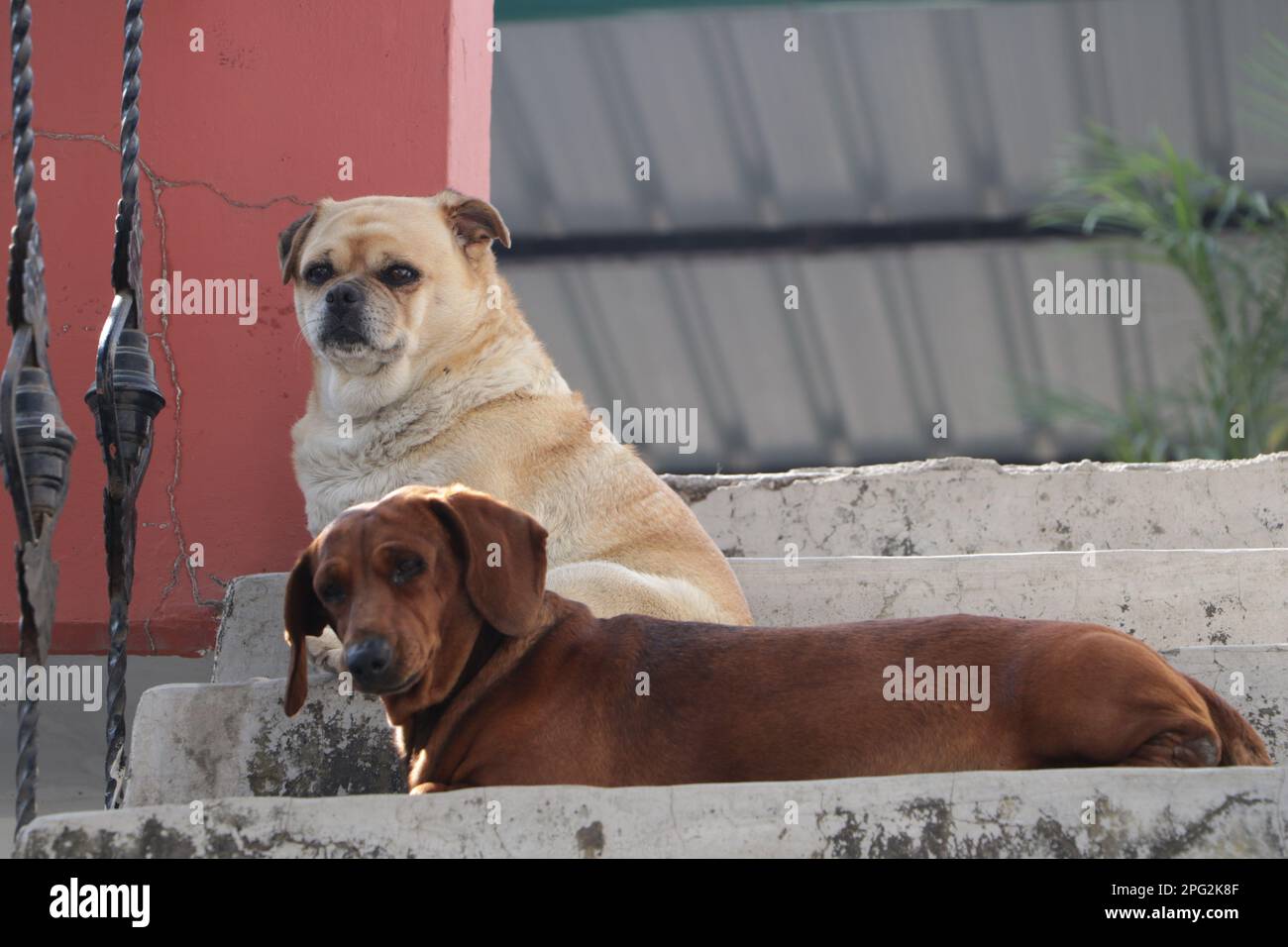 Ein cremefarbener Pug sowie ein brauner Dachshund-Zuchthund, der auf einer Treppe sitzt. Stockfoto