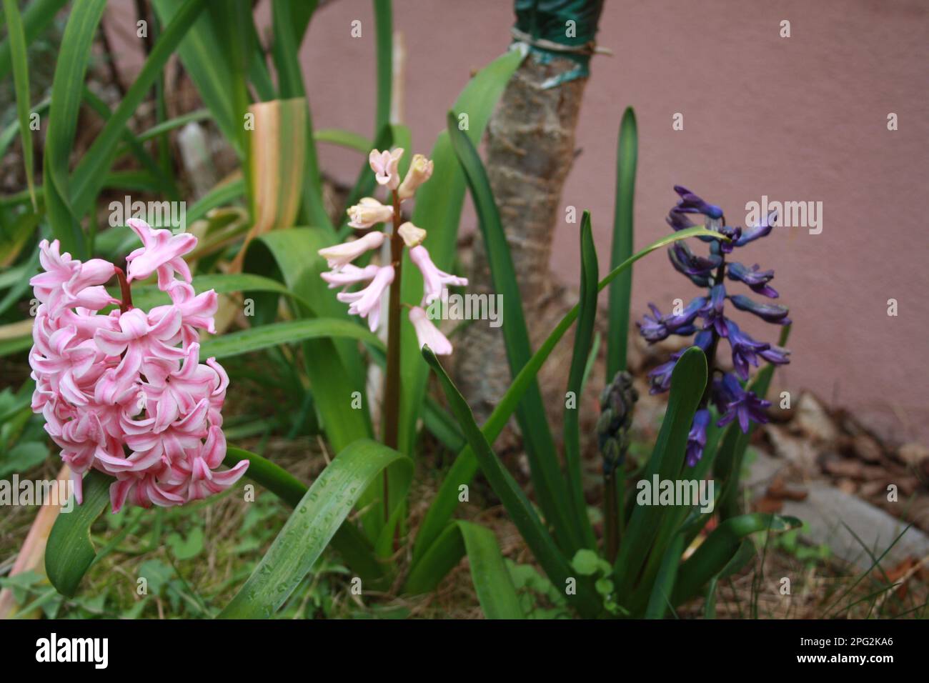 Farbenfrohe Hyazinthen im Frühling Stockfoto