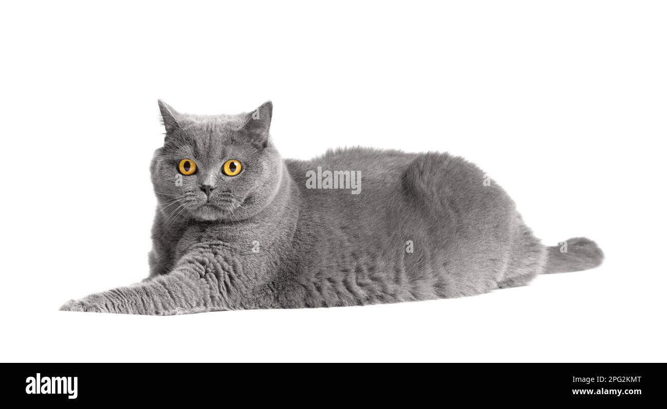 Reinrassige Kurzhaarkatze liegt auf weißem Hintergrund. Fette schottische Katze isoliert. Adipositas der britischen Katze. Stockfoto