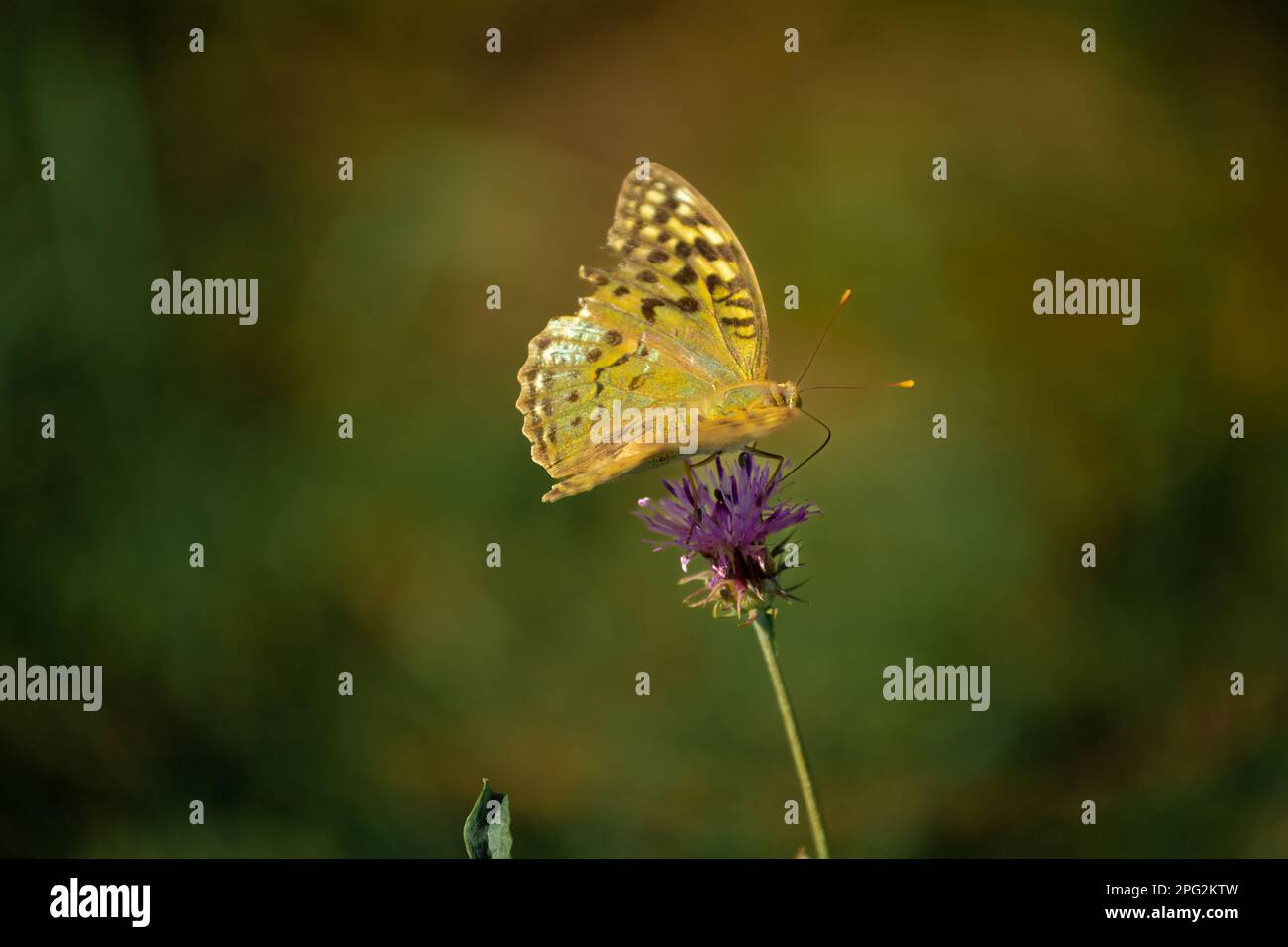 Perlmutt ist ein großer gelber Waldschmetterling auf einer blühenden Blume mit weichem Hintergrund. Eine seltene Schmetterlingsart im Wald. Stockfoto
