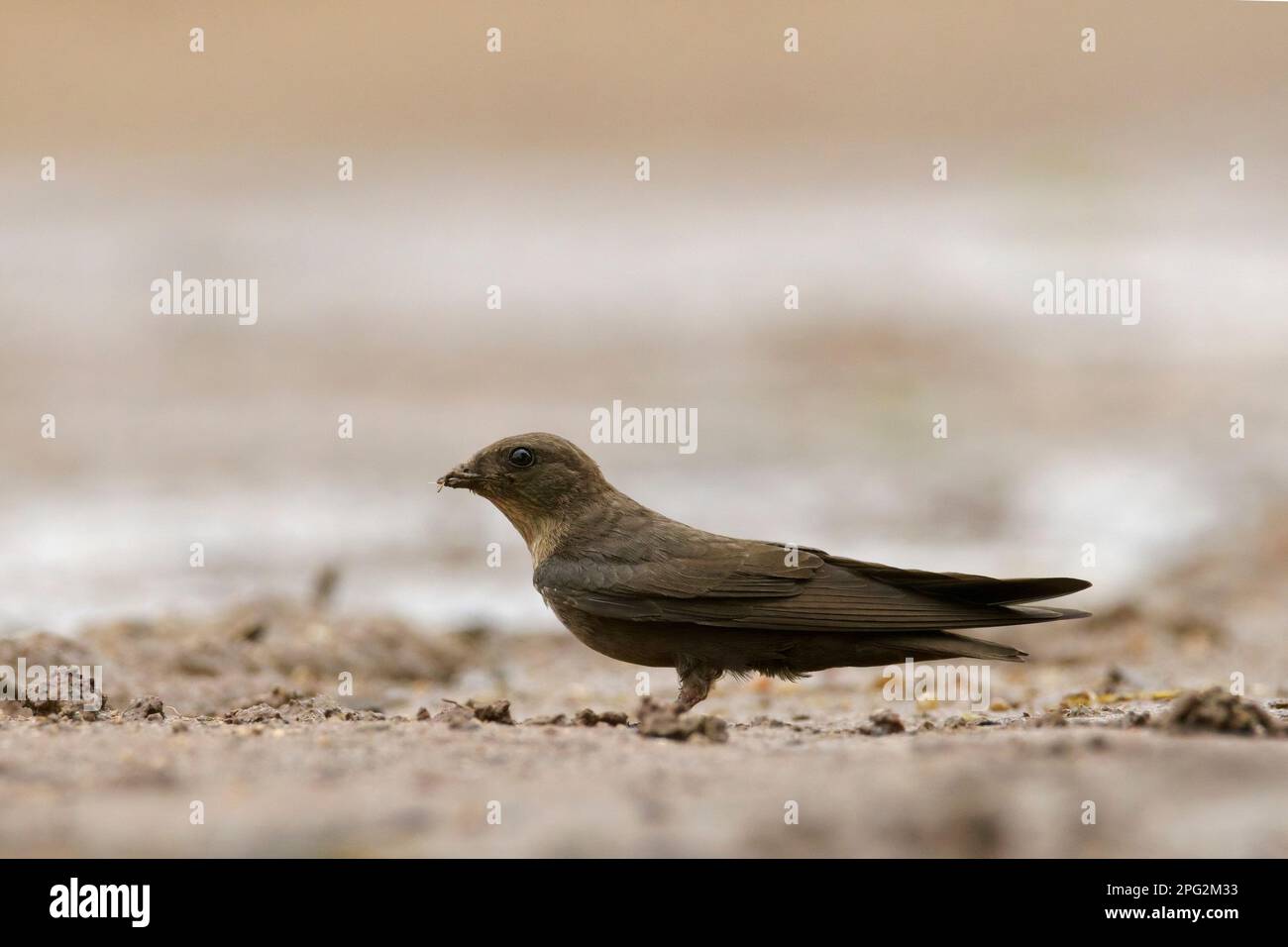 Dusky Crag-Martin (Ptyonoprogne concolor) Stockfoto