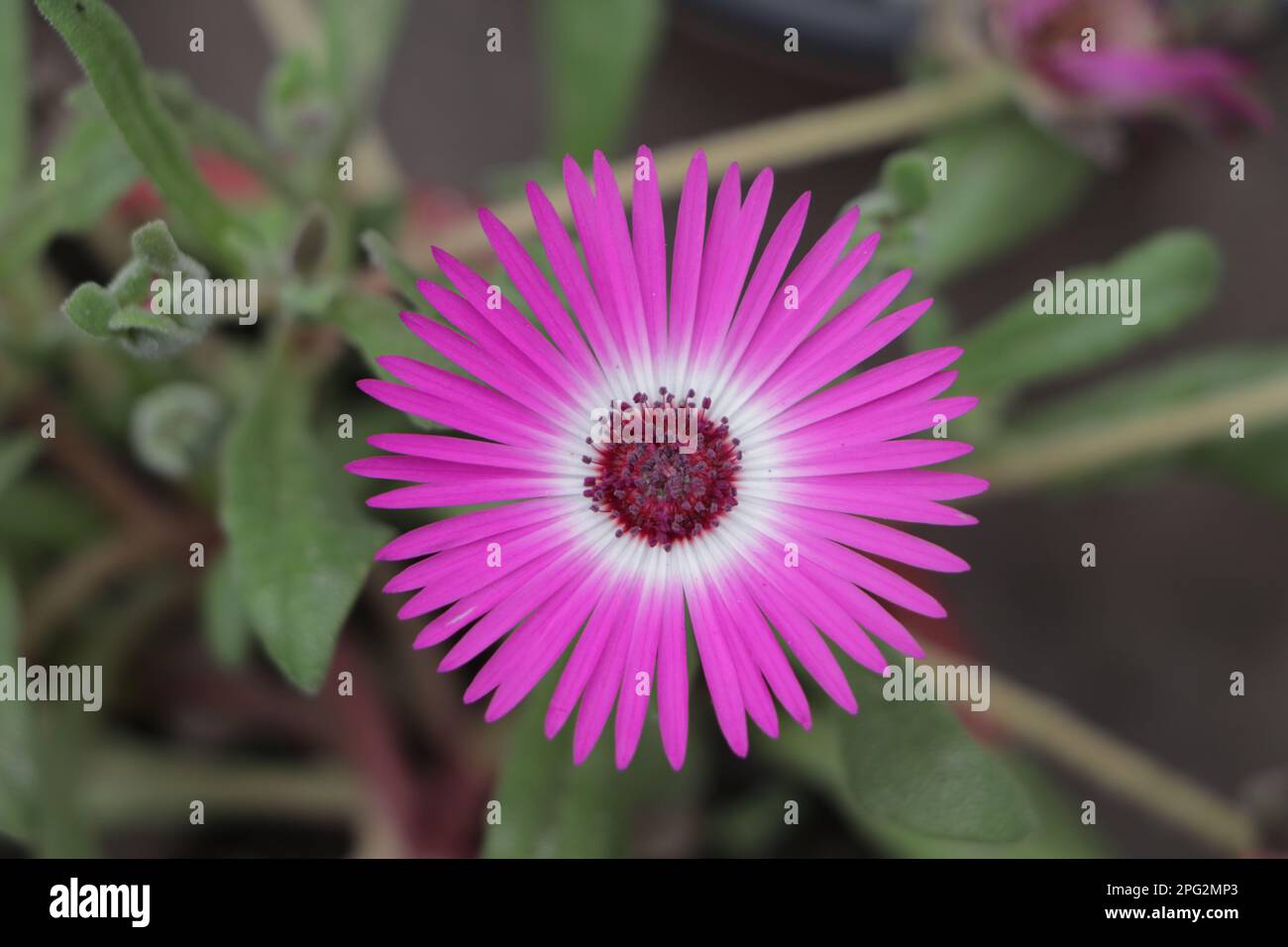Ficoidpflanze mit rosafarbenen Blüten, Eispflanze „Mesembryanthemum crystallinum“, Ficoide glaciale, Aizoaceae Succulent plant Stockfoto