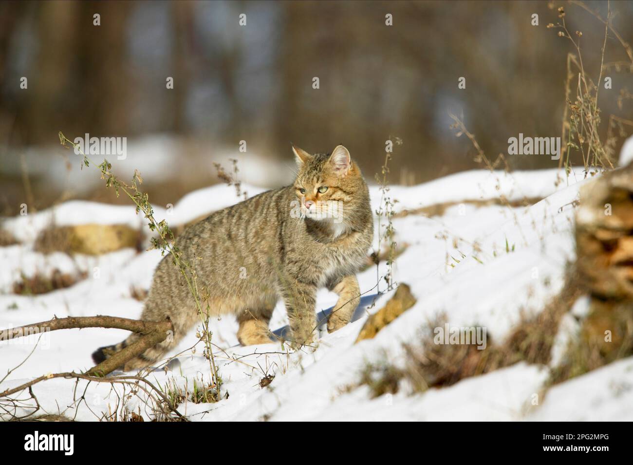 Europäische Wildkatze (Felis silvestris). Erwachsener, der im Schnee spaziert. Deutschland Stockfoto