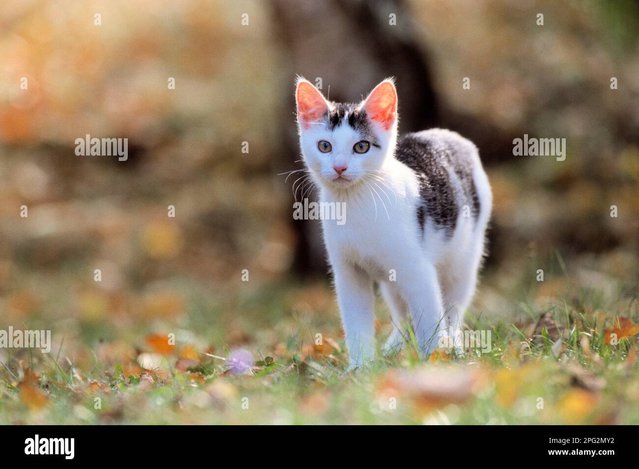 Hauskatze. Junge Katze, die auf einer Wiese steht. Deutschland. Stockfoto