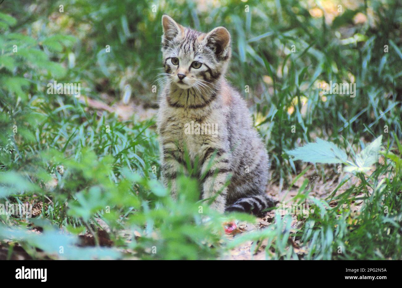 Europäische Wildkatze (Felis silvestris). Kätzchen sitzt zwischen Pflanzen. Deutschland Stockfoto