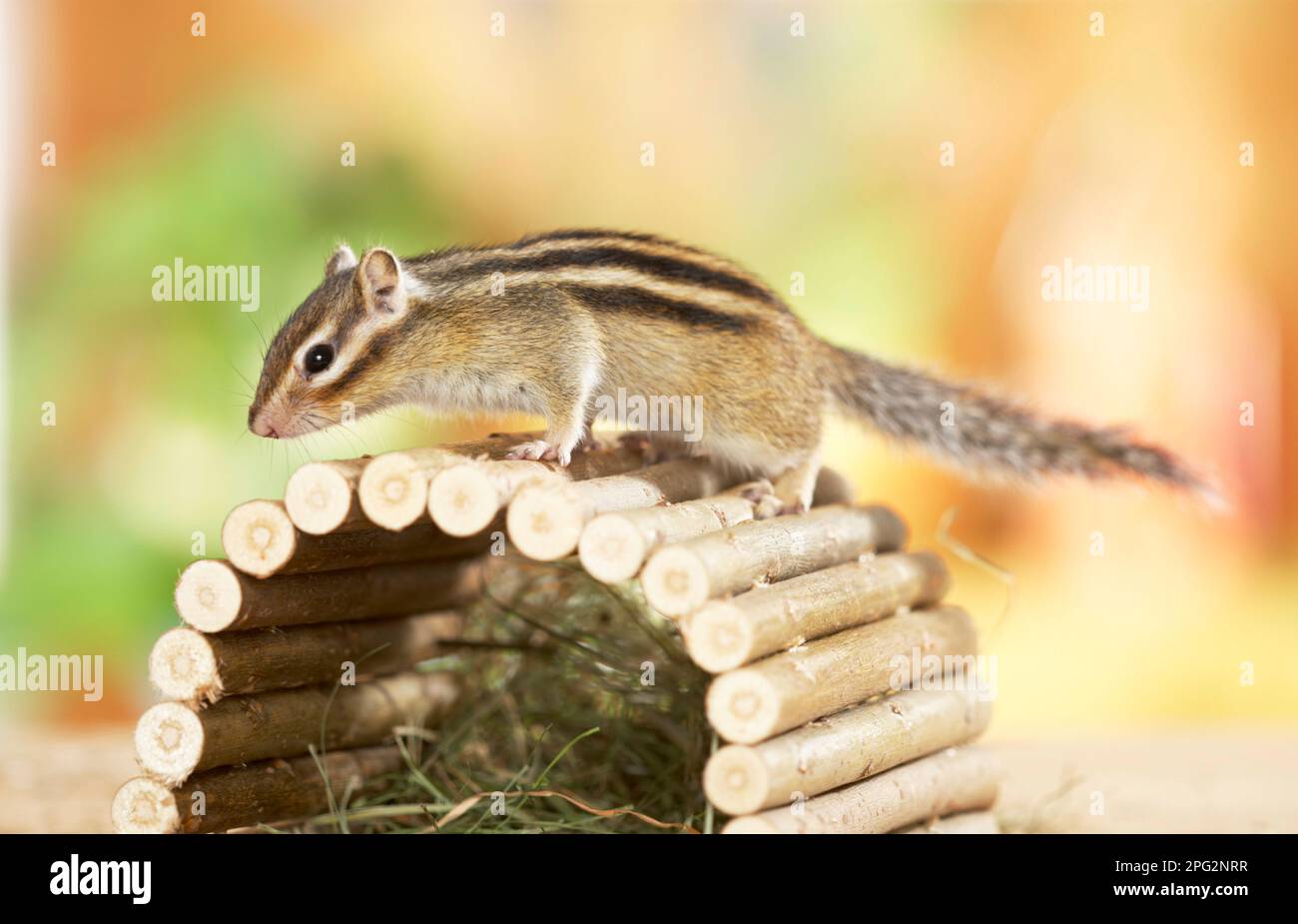 Sibirischer Chipmunk (Tamias sibiricus) auf einer Holzbrücke. Deutschland Stockfoto