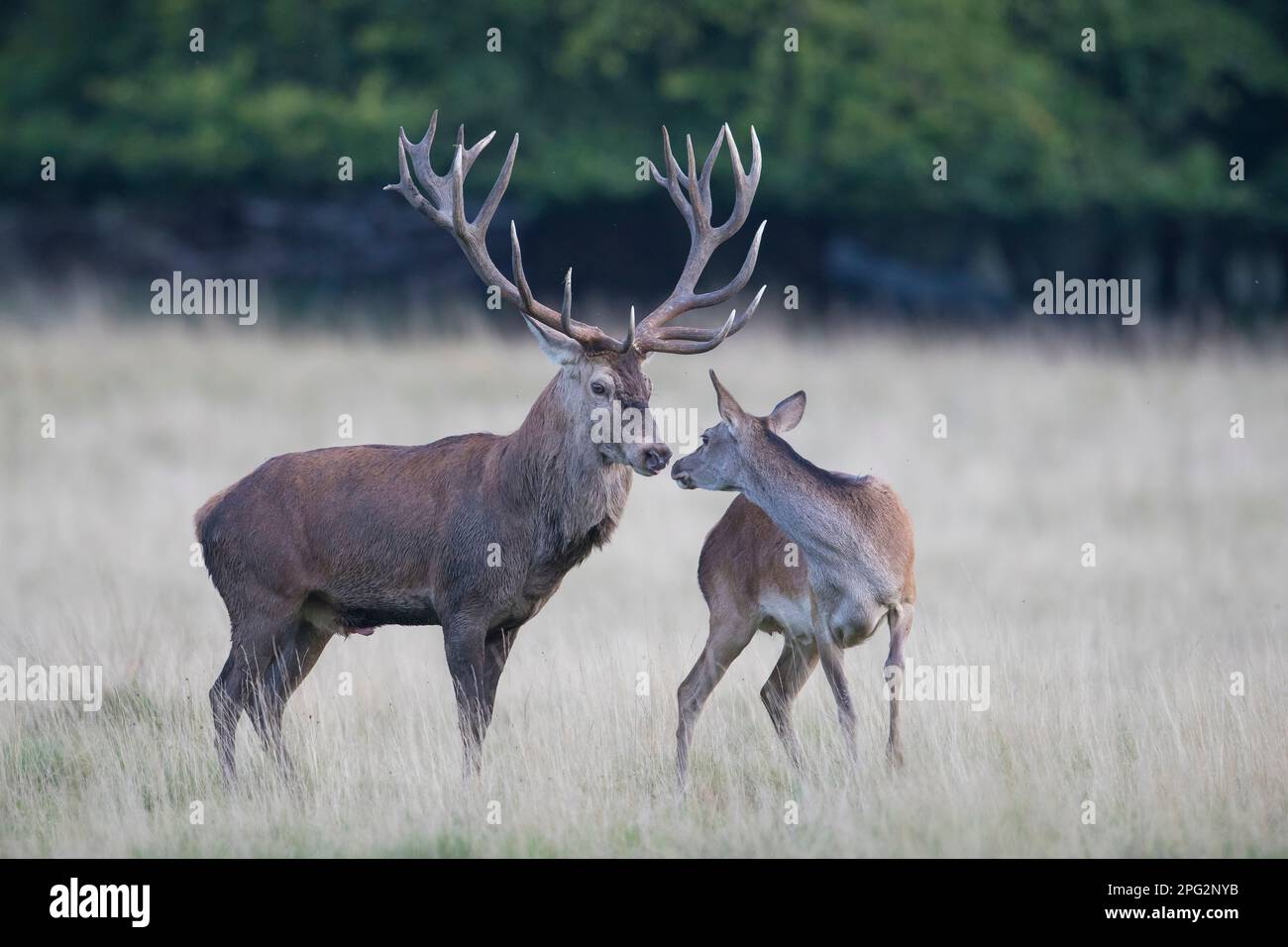 Rotwild (Cervus elaphus). Hirschhund. Dänemark Stockfoto