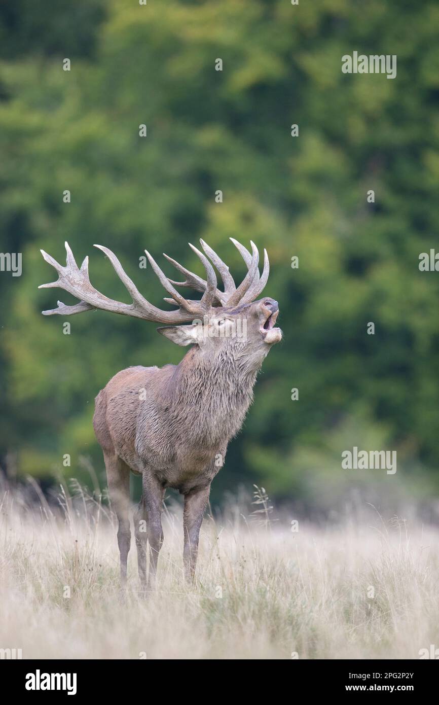 Rotwild (Cervus elaphus). Hirschbälger im Herbst, Dänemark Stockfoto