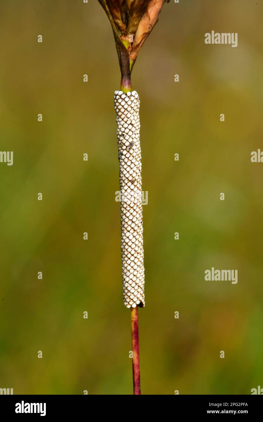 Ground Lackey Moth (Malacosoma castrensis). Eier auf einem Stiel. Deutschland Stockfoto