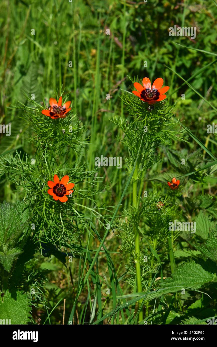 Summer Adonis, Summer Pheasant's Eye (Adonis aestivalis), blühende Pflanzen. Deutschland Stockfoto