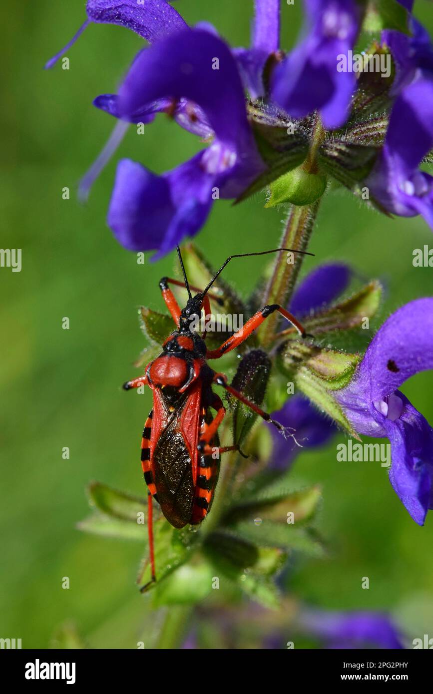 Assassin Bug (Rhynocoris rubricus) lauert auf einem blühenden Salbeizweig zur Beute. Deutschland Stockfoto