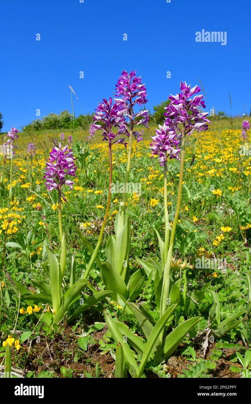 Militärorchidee, Soldatenorchidee (Orchis militaris), blühend. Deutschland Stockfoto