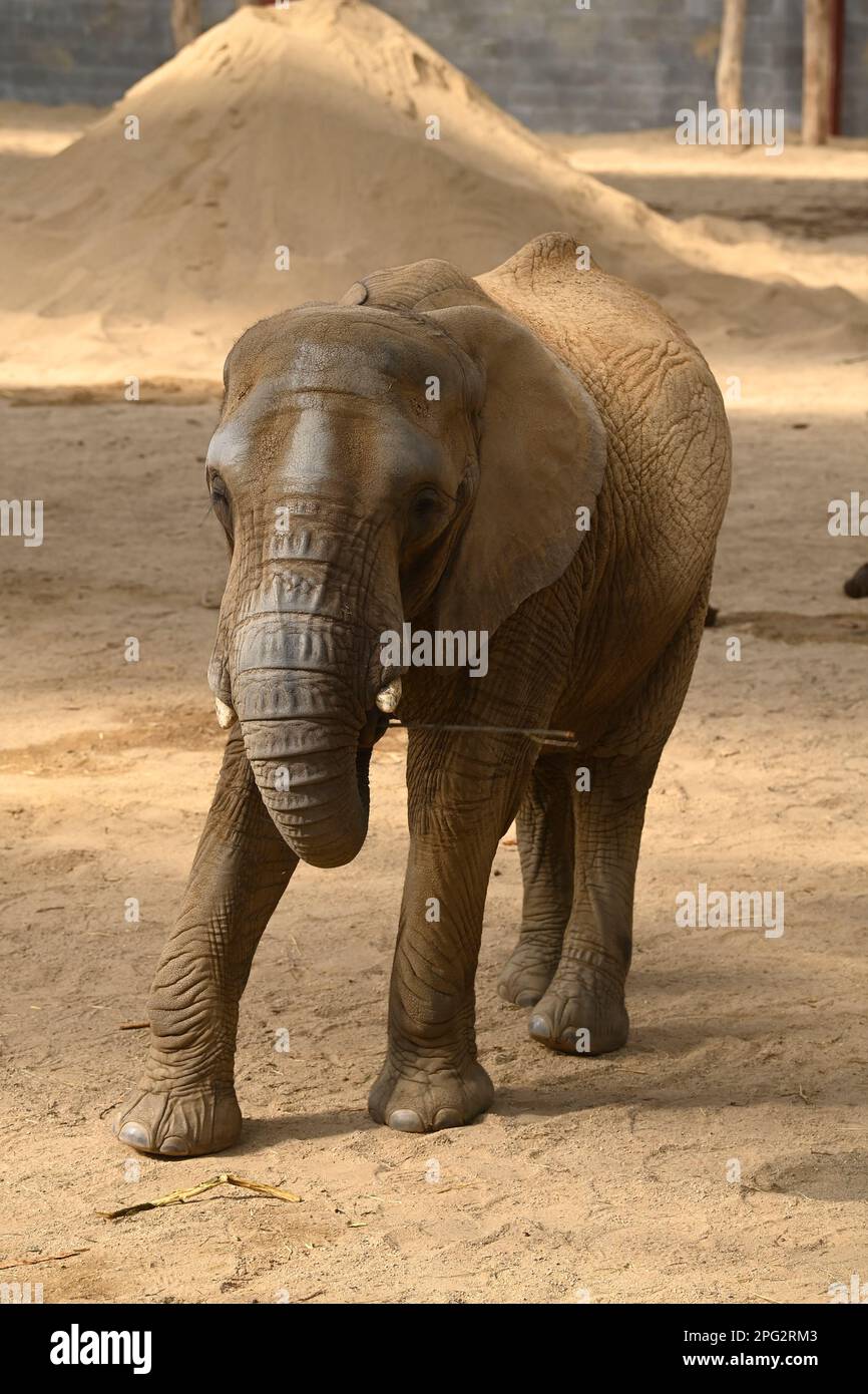 Der Zlin Zoo stellte am 20. März 2023 in Zlin, Tschechische Republik, eine neue Elefantenzuchteinrichtung innerhalb der Karibuni-Ausstellung vor. (CTK Photo/Dalibor Gluck) Stockfoto