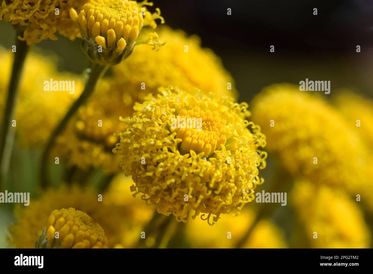 santolina-Blumen Stockfoto