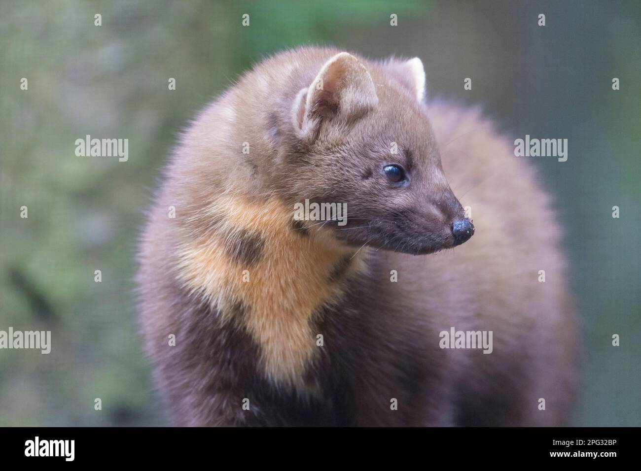 Europäischer Pinienmarder (Martes martes), Porträt des Erwachsenen. Deutschland Stockfoto