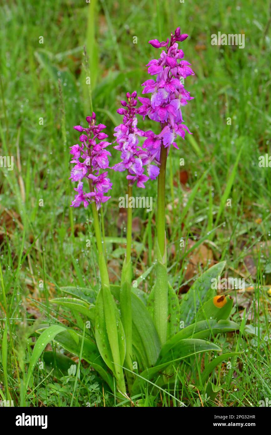 Frühe Purple Orchidee (Orchis mascula). Grünpflanzen. Deutschland Stockfoto