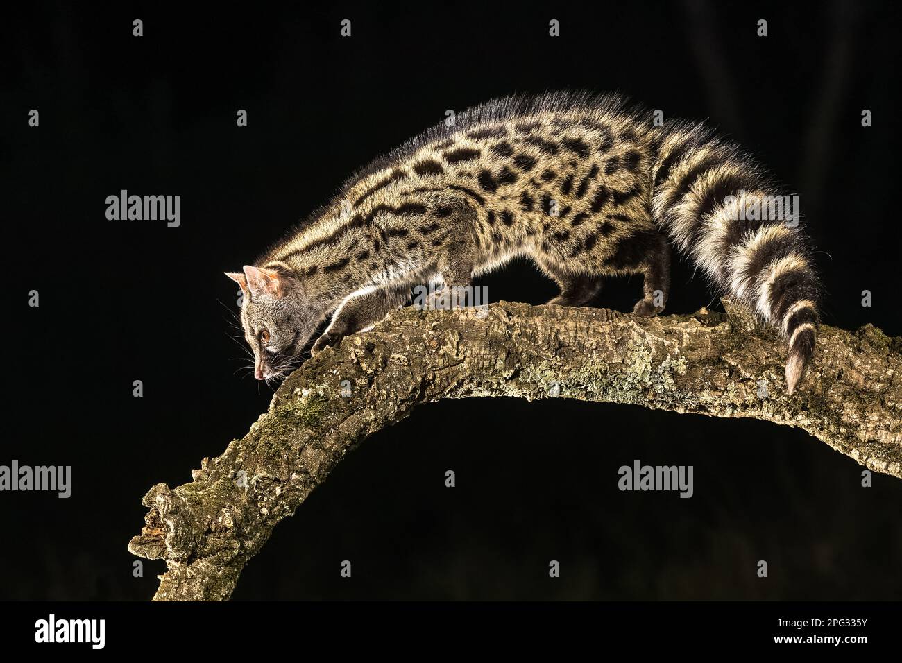 Common Genet (Genetta genetta) auf dem Ast in der Dunkelheit der Nacht. Wildkatzenjagd auf Beute im spanischen Wald. Naturlandschaft in Europa. Stockfoto