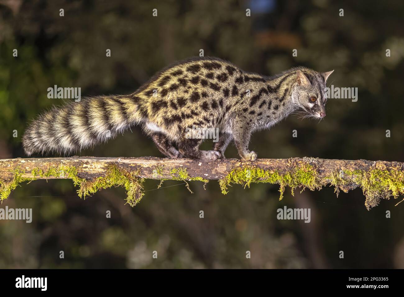 Common Genet (Genetta genetta) auf dem Ast in der Dunkelheit der Nacht. Wildkatzenjagd auf Beute im spanischen Wald. Naturlandschaft in Europa. Stockfoto
