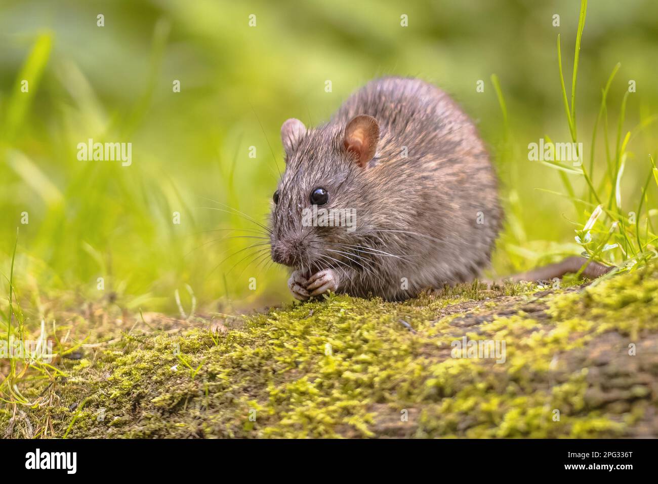 Braune Ratte (Rattus norvegicus), die nachts auf der Bank im Gras läuft. Niederlande. Wildtiere in der Natur Europas. Stockfoto