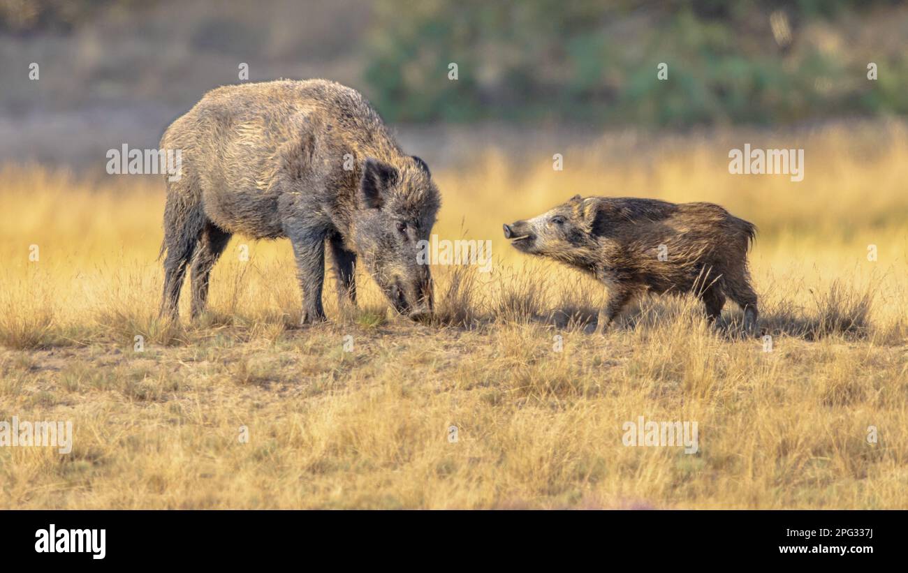 Wildschwein (Sus scrofa) mit Ferkel. Dieses Tier ist ein suider Einheimischer in weiten Teilen von Eurasien und Nordafrika und wurde in Amerika und Ozea eingeführt Stockfoto