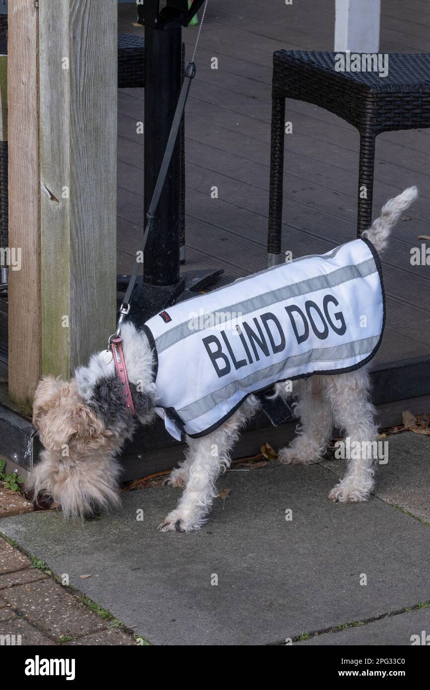 Ein blinder Hund auf einer Spur. Stockfoto