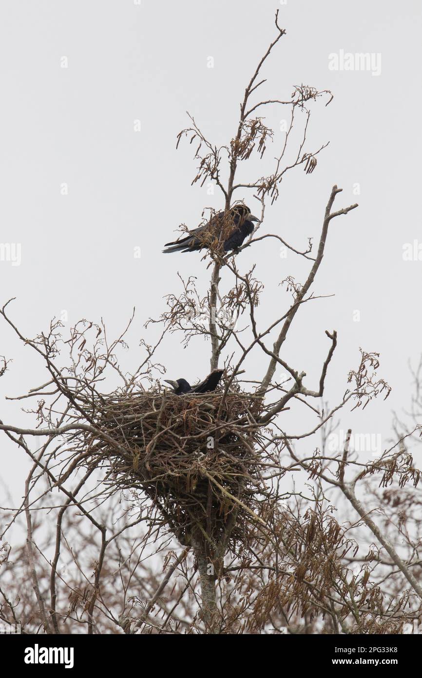 Turm (Corvus frugilegus). Ein Paar in Nest. Deutschland Stockfoto