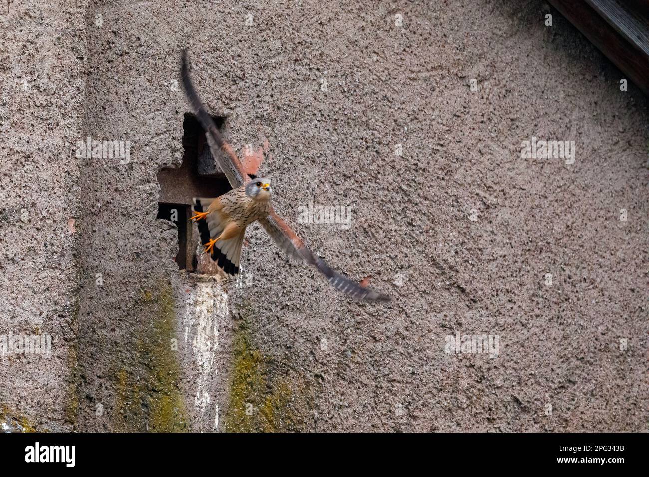 Ein Falke in der Zuchthöhle Stockfoto