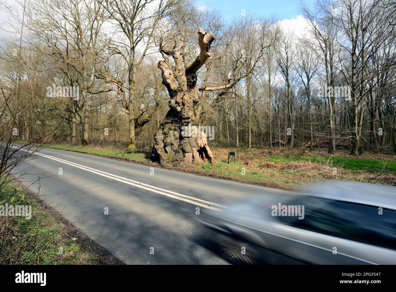 Ein Auto, das an der Big Belly Oak vorbeifährt, neben der A346. Straße in der Nähe von Marlborough, Wiltshire. Stockfoto