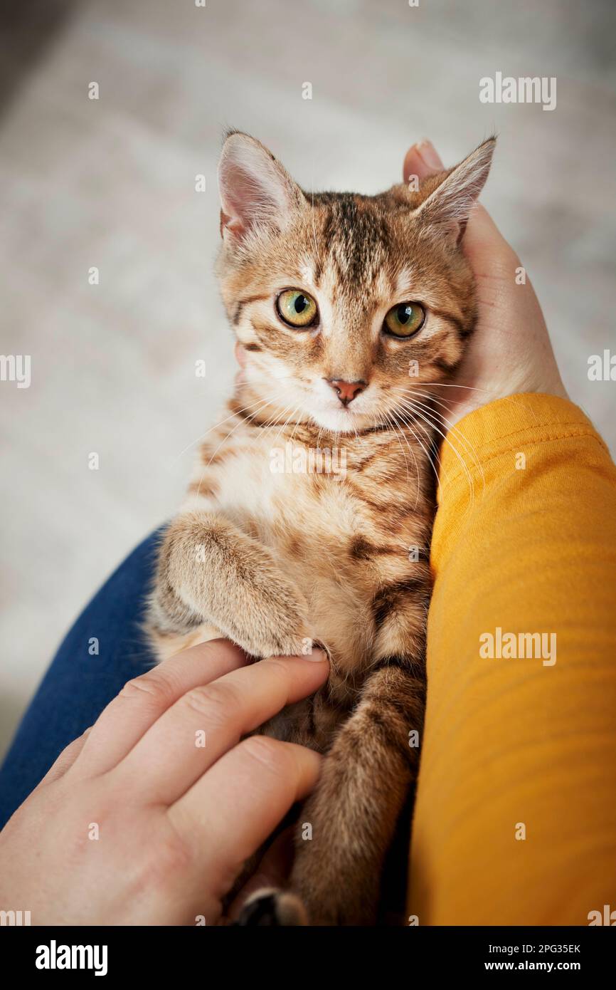 Eine junge Hauskatze liegt auf dem Schoß eines Menschen, kuschelt in den Händen und ist am Bauch gekratzt, Deutschland Stockfoto