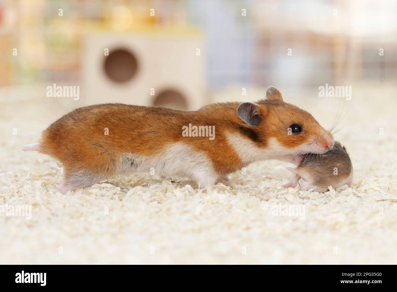 Goldhamster als Haustier. Eine Mutter holt ihr Baby ab, um es ins Nest zu bringen Stockfoto