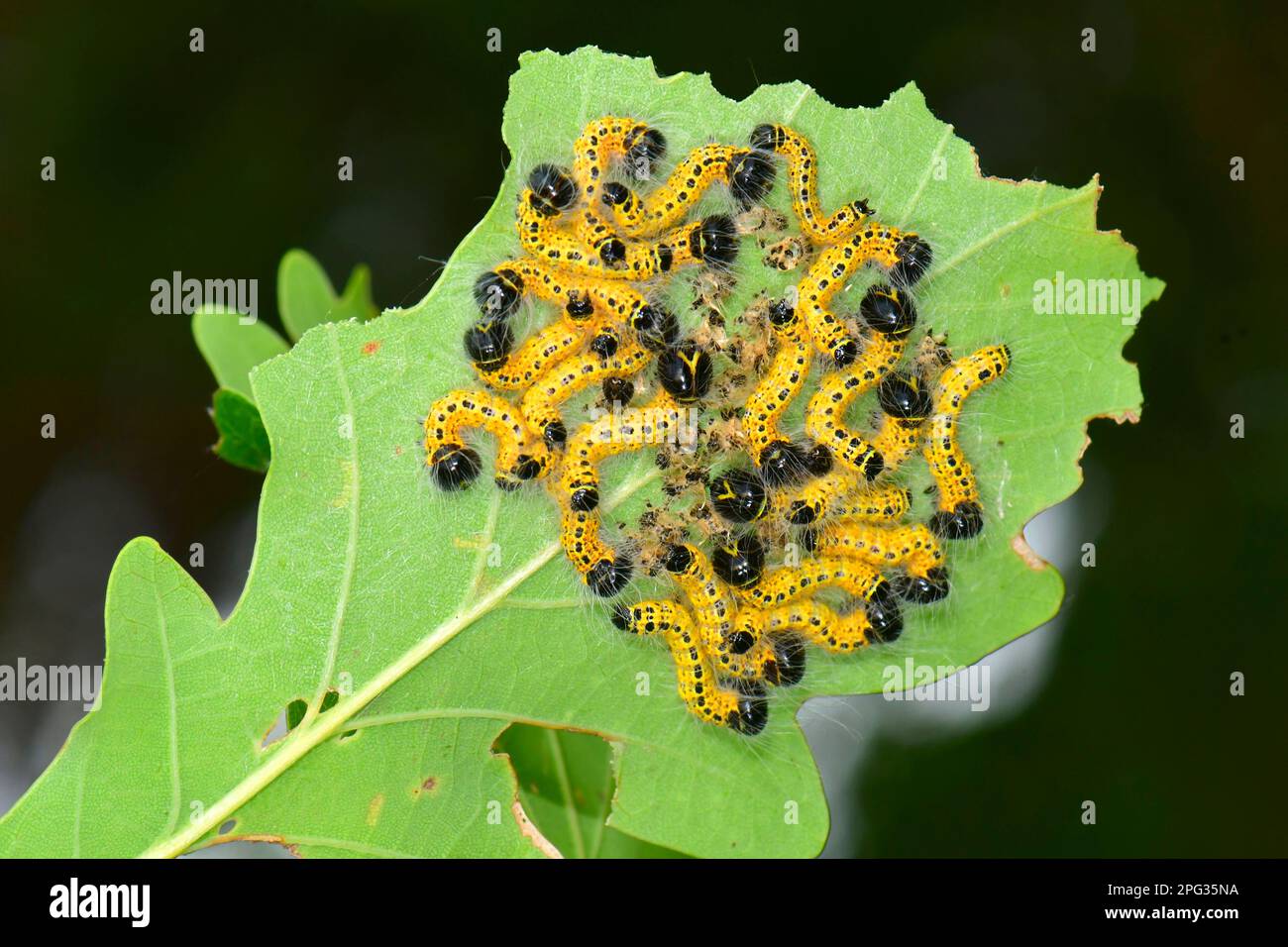 Puffspitzenmoth (Phalera bucephala). Futtergemeinschaft mehrerer Raupen auf einem Eichenblatt. Deutschland Stockfoto