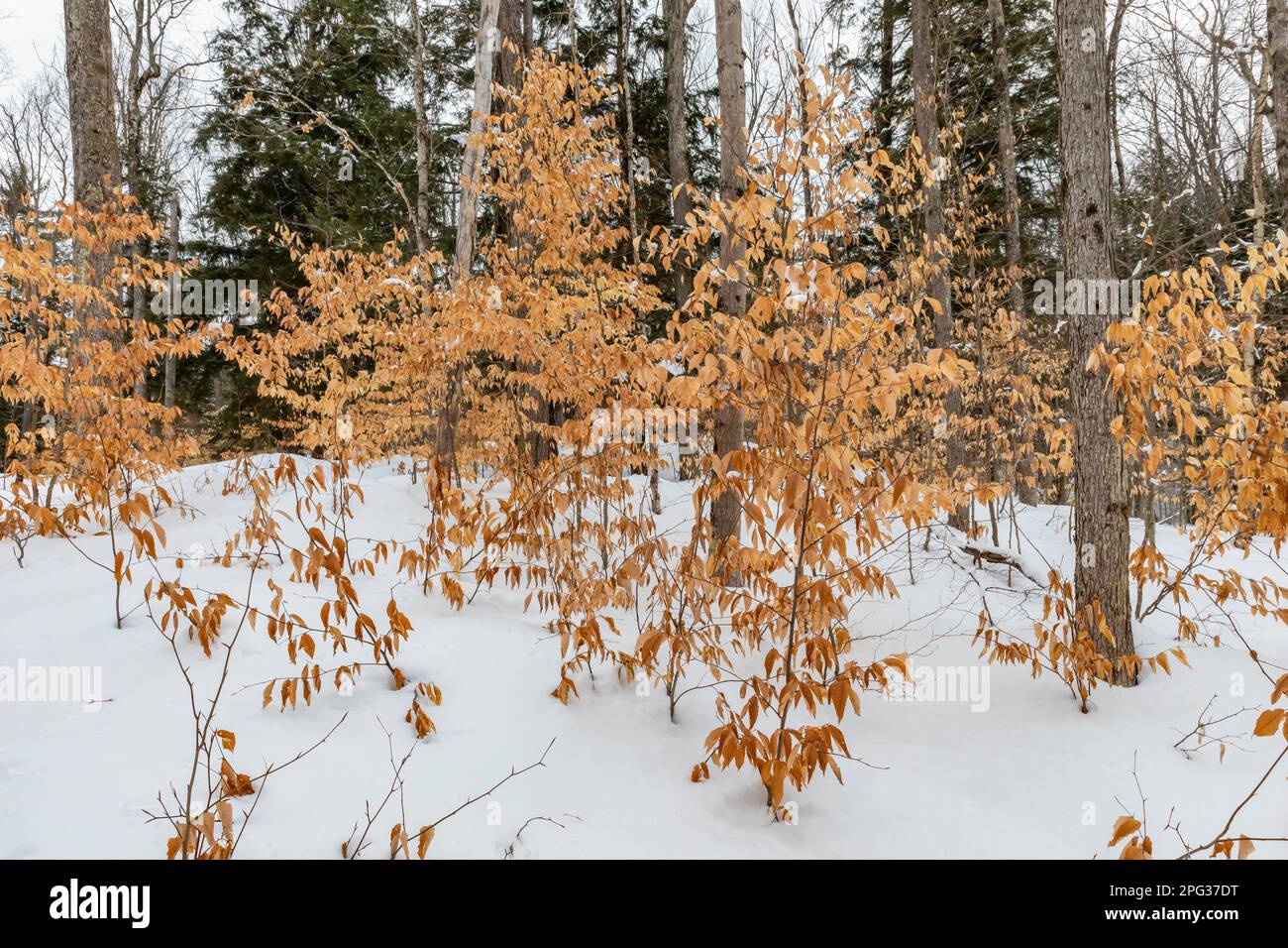 American Beech, Fagus grandifolia, im Winter, Hiawatha National Forest, Upper Peninsula, Michigan, USA Stockfoto